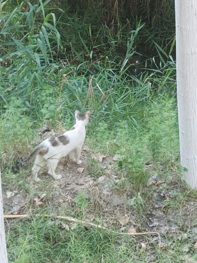 A short-haired domestic cat, predominantly white with brown patches on its back and tail, stands on a patch of dry, rocky ground covered with sparse green grass and fallen leaves. The cat faces away from the viewer, looking towards a dense area of tall green reeds and vegetation. To the right of the frame, a light-colored tree trunk is partially visible. The background consists of a dark, murky body of water surrounded by lush green plants. The overall scene appears to be an outdoor, natural environment, possibly a riverbank or marshy area, located in Hakkulabad, Uzbekistan.
