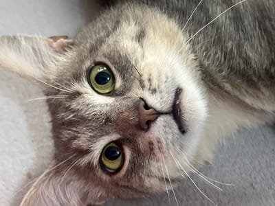 This is a close-up, overhead shot of a tabby cat's face. The cat is lying down and its head is tilted to its left, so its left eye is more prominent. The cat has large, green eyes with black pupils. Its nose is small and dark, and its mouth is slightly open. The cat's fur is a mix of gray, white, and black tabby markings. The background is a soft, textured gray surface. There are no people, buildings, or any other elements that would indicate a location in the city of Pshekhskaya, Russia.