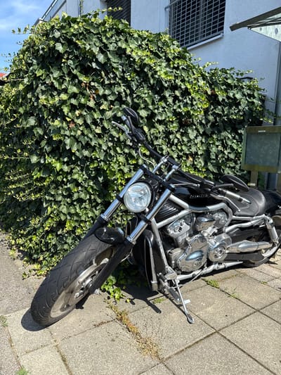 The image shows a black Harley-Davidson motorcycle parked on a paved sidewalk next to a large, dense ivy-covered wall. The motorcycle is angled towards the viewer, with its front wheel on the left side of the frame and its engine and seat visible on the right. The ivy covers a significant portion of the background, reaching up to a white building with a barred window and a metal overhang. The sky above is blue with some clouds. The scene appears to be in an urban or suburban setting, likely on a sunny day, as indicated by the shadows cast by the motorcycle and the bright lighting. The motorcycle appears to be stationary, with its kickstand engaged. There are no people visible in the image. A metal box is visible to the right of the ivy wall, attached to the building. Based on the provided context, this scene is located in Salach, Germany.