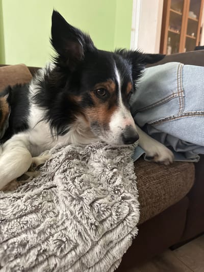 A tri-color dog, exhibiting characteristics of a Border Collie breed with black, white, and tan markings, is depicted lying indoors on a brown upholstered sofa in a residential setting in Dorchester, United Kingdom. The dog's head rests on a grey, textured blanket featuring a swirling linear pattern. Its brown eyes are directed downwards and slightly to the right. The muzzle is predominantly white with a black nose displaying a light pink mottled area. The dog's ears are partially erect, with the left ear more prominent. A white section of its foreleg is visible on the left, curled under its body. To the right of the dog, a light blue denim fabric object is crumpled on the sofa cushion. The background on the left consists of a plain light green wall. On the right, further back, a wooden cabinet with glass doors and internal shelving is partially visible. The dog appears to be resting.