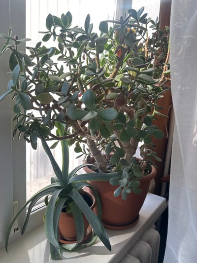 Two potted plants are situated on a white windowsill. The larger plant, a jade plant (Crassula ovata), occupies a terracotta pot on the right side of the frame. It is a mature specimen with thick, woody stems and abundant oval, green leaves. To the left of the jade plant, a smaller terracotta pot holds an aloe plant with long, slender, bluish-green leaves that arch downwards. The windowsill is positioned in front of a window covered by a sheer white curtain on the right, and with vertical blinds on the left, suggesting a daytime interior setting, likely a residential window in Nova Dofinivka, Ukraine. Sunlight streams in from the window, casting shadows and highlighting the textures of the plants and the surrounding environment.