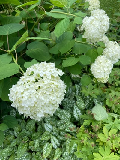 A close-up, high-angle shot captures a cluster of white hydrangea blooms against a backdrop of lush green foliage in a garden setting. The hydrangeas are full and spherical, composed of numerous small petals. Below the flowers, various ground cover plants are visible, including some with distinctive silver-spotted leaves and others with broader, lobed green leaves. The overall impression is one of a well-maintained garden in bloom, suggesting a temperate climate. There are no people or man-made structures visible in the frame. The lighting is soft, indicating it might be overcast or late afternoon.
