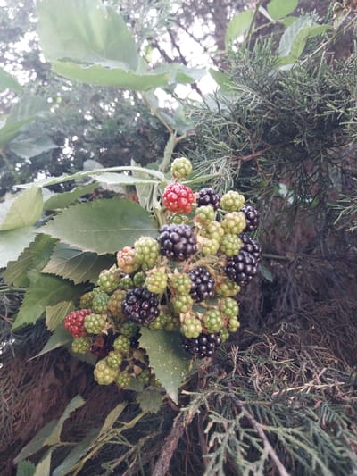 A close-up, low-angle shot captures a cluster of blackberries of varying ripeness, interspersed with green leaves and dark evergreen branches, set against a blurred background of more foliage and dappled sunlight. The blackberries range from bright red to deep purple, with many in intermediate stages of green and red. The scene is likely located in the Rohati Community of villages in Tajikistan, where wild berries are common. There are no people or animals visible in the image, and no actions or interactions are depicted. The focus is solely on the natural elements of the blackberry bush and its surroundings.