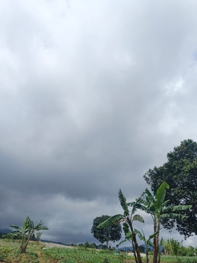 The image displays an agricultural landscape located in the city of Đăk La, Vietnam, under a heavily overcast sky. Approximately two-thirds of the frame is dominated by dense, grey clouds, which are lighter in the upper portion and transition to a darker, more ominous grey towards the horizon. The lower third of the image features cultivated ground with various green plants. In the left midground, a small banana plant stands alone, exhibiting broad green leaves. Towards the center, rows of low-lying green crops are visible on undulating terrain. To the right, a prominent cluster of two taller banana plants with large green leaves and a developing bunch of bananas is present. Behind these banana plants and to the far right, a large tree with dense, dark green foliage is partially visible. Distant hills or mountains are faintly outlined against the dark clouds in the background. No human subjects, animals, or artificial structures are discernible within the scene.