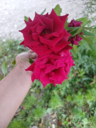 The image is a close-up, vertical shot of a hand holding two deep red roses outdoors. The hand, appearing to be that of an adult, is positioned in the lower left quadrant of the frame and is a pale, tanned skin tone. The roses are the primary subjects, with their vibrant red petals unfurling in full bloom. A thin green vine with small leaves is entwined around the wrist of the hand. In the background, out-of-focus greenery suggests a garden or natural setting, with some lighter-colored gravel or ground visible at the top left. The overall impression is of a moment captured outdoors, possibly in a garden or park. The location is not specified in the image itself, but the prompt requests it to be in Özgön, Kyrgyzstan, which is not visually verifiable from the provided photograph.