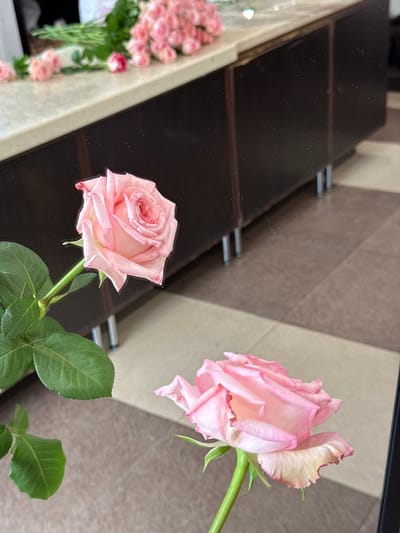 The image displays a close-up view of two light pink roses. One rose is in sharp focus in the foreground, with its delicate petals unfurling and green leaves visible. The stem is long and green. To the right and slightly above, another rose is partially visible, also in focus, with its petals showing a gradient of pink and a slight touch of cream on the edges.

In the background, a dark, reflective surface occupies the left side of the frame, showing reflections of what appear to be more roses and possibly other objects. This surface is arranged in horizontal segments, suggesting it might be a table or shelf. To the right of the dark surface, a tiled wall with a pattern of alternating beige and brown diamond shapes is visible. The lighting suggests an indoor setting, likely with natural light. The overall mood is serene and elegant, highlighting the beauty of the flowers. There is no visible text or indication of people or a specific event. The location context is Sunzha, Russia.