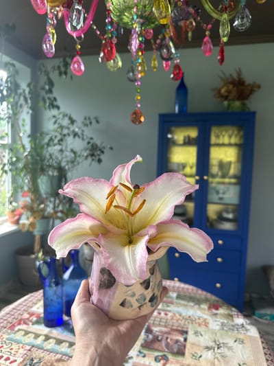 A close-up shot focuses on a delicate pink and white lily held in a patterned ceramic vase by a person's hand. The lily, with its petals slightly wet, exhibits its stamen and pistil prominently. In the background, a vibrant blue cabinet with glass doors is illuminated from within, showcasing dishes. Above, a colorful beaded chandelier hangs, catching the light. The scene appears to be indoors, possibly a home, with plants visible near a window on the left. The setting lacks any specific identifiable landmarks to place it in Ромашкино, Russia.