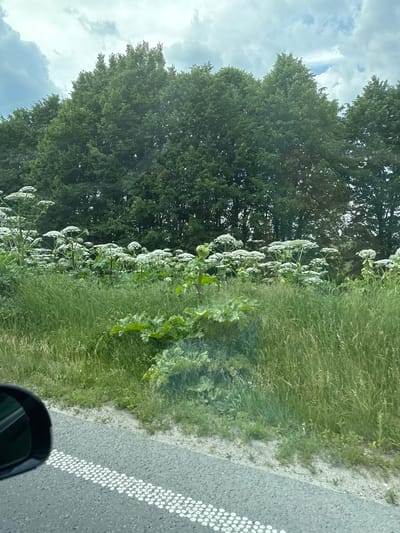 The image depicts a roadside scene in Pidhorodnie, Ukraine, characterized by lush greenery and a cloudy sky. Dominating the left side of the frame are tall, mature trees with dense foliage, their dark green leaves contrasting with the bright sky. Beside the trees, a field of tall grass and wild flowers, likely hogweed due to its large white umbel-shaped flower clusters, stretches along the roadside. The flowers are abundant, with many blooming at various heights, creating a sense of untamed nature.

To the right of the greenery is an asphalt road with a white dashed line painted along its edge, indicating a road marking. A portion of a black car's side mirror is visible in the bottom right corner, suggesting the image was taken from inside a vehicle. The sky is overcast with scattered clouds, hinting at a potentially humid or stormy day, typical of summer in Ukraine. The overall mood is natural and serene, focusing on the roadside vegetation against a backdrop of trees and sky. No people are visible in the frame, and there is no visible text. The time of day is difficult to determine precisely due to the cloudy conditions, but it appears to be daytime.