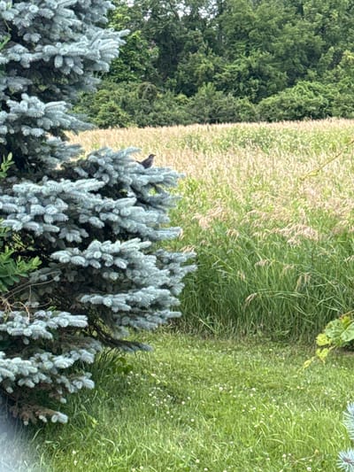 A blackbird is perched on a blue spruce tree branch in a rural setting. The tree is in the foreground on the left side of the image, with its blue-green needles taking up a significant portion of the frame. Behind the tree is a field of tall, dry grass with some green grass interspersed. Further in the background, there are dense green trees. The scene appears to be in a park or natural area, possibly in Des Moines, Iowa, though no specific city landmarks are visible. The sky is not visible in the frame. The lighting suggests it is daytime.