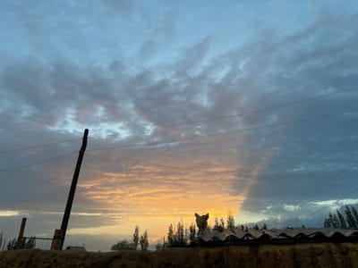 This image captures a rural scene in Kara-Oi, Kyrgyzstan, at sunset. The sky dominates the frame, transitioning from a pale blue at the top to dramatic, textured clouds. The lower half of the sky is illuminated by the warm, orange glow of the setting sun, creating a striking contrast with the darker, gray clouds on the right. A single utility pole with wires stretches diagonally across the sky, adding a touch of human infrastructure to the natural landscape.
In the foreground, a low, earthy wall forms the base of the image, topped with a corrugated roof. A single chicken stands alert on the undulating surface of this roof, facing towards the viewer with its wings slightly raised, as if about to take flight or call out. Behind the chicken, a line of tall, slender trees adds vertical elements to the composition, their dark silhouettes standing out against the illuminated sky. A few indistinct structures, possibly houses, are visible in the distance.
The overall mood is serene and tranquil, characteristic of a rural sunset. The dramatic cloud formations and the warm light suggest a moment of natural beauty. The presence of the chicken and the utility pole ground the scene in a lived environment, hinting at the daily life of the location. There is no visible text in the image.