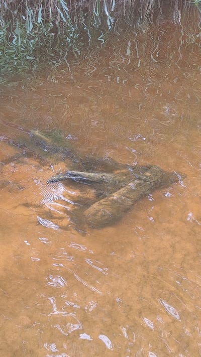 The image depicts a shallow, muddy body of water, possibly a stream or pond, with visible reflections of greenery from overhead vegetation on the surface. Submerged in the water are several pieces of driftwood, appearing to be logs or branches. The water is a murky brown color, and the sandy or muddy bottom is visible in some areas. The light filtering through the water creates shimmering patterns on the bottom and on the wood. There is no indication of any specific location within Vālodzes, Latvia, beyond it being an outdoor natural environment with water and wood. There are no people or animals present in the image.