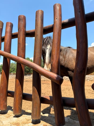 The image depicts a brown horse with a white blaze on its face, partially visible behind a wooden fence. The fence is constructed from thick, upright wooden posts and horizontal railings, all showing signs of wear and weathering. The horse is standing in an outdoor enclosure with a sandy or dirt ground. In the background, there are some green trees and a clear blue sky with a few wispy clouds. The setting appears to be rural or semi-rural. There is no indication of the city of Zagora, Montenegro in the image or any information to suggest this location.