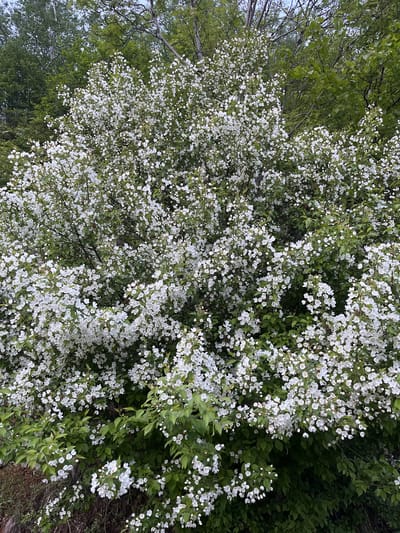 The image shows a dense bush or tree covered in small white flowers. The foliage is a vibrant green, creating a strong contrast with the abundant white blossoms. The flowers appear to be blooming in clusters, with some individual flowers clearly visible and others forming a soft, textured mass. The overall impression is one of lushness and springtime abundance.
The image is taken from a slightly elevated, angled perspective, looking down onto the flowering plant. The background consists of more green foliage, suggesting a natural outdoor setting, possibly a garden or a wooded area. The lighting suggests it might be daytime, with diffused light, possibly indicating an overcast or cloudy sky, or that the sun is not directly on the plant.
There are no people or discernible man-made objects in the frame. The focus is entirely on the natural beauty of the blooming plant. The scene evokes a feeling of freshness and the peak of the flowering season.
The location context of Sovetskaya Gavan', Russia, combined with the visual evidence of abundant flowering suggests this is likely a spring or early summer scene in that region. The specific type of plant is not identifiable without further expertise, but it is a deciduous shrub or tree known for its profuse white flowering. No text is visible in the image.