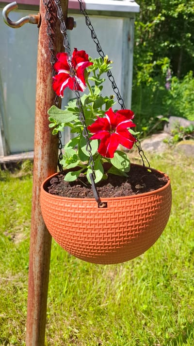 A hanging planter with red and white petunias is suspended from a rusty metal pole in the grassy yard of a house in Novovilgovskoye Sel'skoye Poseleniye, Russia. The planter is made of orange woven plastic and filled with dark soil and greenery. In the background, a glass structure, possibly a greenhouse, and trees are visible. The scene is illuminated by bright sunlight.