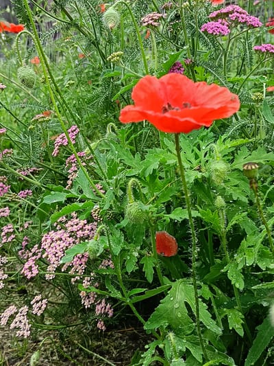 A close-up, eye-level, full-shot photograph captures a cluster of flowers in a garden in the village of Barkhatovo, Russia. The primary subject is a vibrant red poppy bloom, its petals slightly unfurled and delicate. Behind the poppy, a dense arrangement of smaller pink flowers, possibly yarrow, creates a soft backdrop. The plants are covered in numerous water droplets, suggesting recent rainfall or dew. The foliage is a lush green, with some leaves exhibiting a feathery, fern-like texture. Several poppy seed pods, some upright and green, others dried and brown, are visible amongst the leaves. The overall impression is one of a wild, natural garden, possibly after a rain shower.