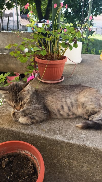 A young, long-haired tabby cat is sleeping on a concrete ledge outdoors. The cat is lying on its side, with its head resting on its paws, and its eyes are closed. Its fur is a mix of gray, brown, and black stripes, with lighter fur on its chest and belly. The cat's tail is curled around its body. In the background, there is a potted plant with green leaves and small pink flowers, and a white bucket. The scene appears to be in a backyard or patio area, possibly in Stefan Karadzhovo, Bulgaria, given the hint. The concrete ledge is cracked in places, suggesting it is an older structure. The lighting suggests it is daytime.