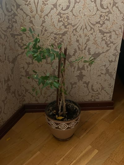 This media file captures an indoor scene featuring a potted plant on a surface adorned with ornate, damask-style wallpaper. The plant, a Ficus with green leaves and a brown, branching stem, is situated in a tan-colored pot decorated with a geometric pattern of white squares containing spiral designs. The pot is placed on the edge of a surface, with a dark brown wooden trim bordering it. To the right of the potted plant, a wooden floor is visible, laid with planks running diagonally. The lighting suggests an indoor setting, possibly during the daytime, with the natural light illuminating the scene. There is no visible text in the image. The overall impression is one of domestic tranquility.