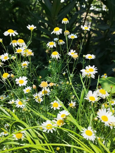 This is a close-up, vertical, outdoor photograph of a cluster of daisies with bright yellow centers and white petals. The daisies are in various stages of bloom, with some fully open, some partially open, and a few appearing to be wilted or dying. They are growing in a dense patch of green foliage, characterized by thin, feathery leaves and some thicker, blade-like green stems. The background is a dark, out-of-focus mass of greenery, suggesting a garden or natural setting. The lighting indicates a sunny day, with strong shadows cast on some of the flowers and leaves. The photograph was taken in the city of Sovet, Kyrgyzstan.