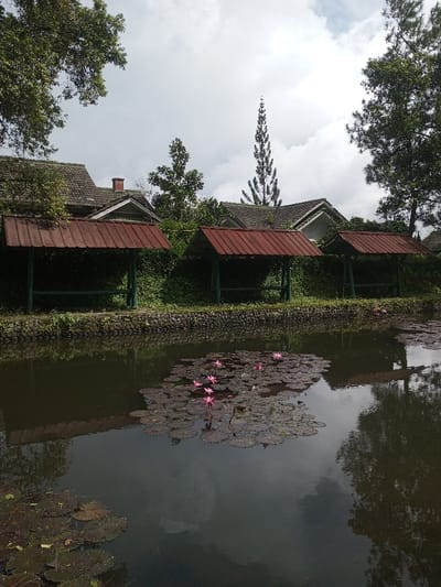 A still pond reflects a cloudy sky and surrounding structures. Lily pads with pink blossoms dot the pond's surface. Red-roofed shelters line the pond's edge, backed by greenery. Houses with sloping roofs are partially visible behind the shelters. Tall trees frame the scene, enhancing the serene and somewhat overcast atmosphere.