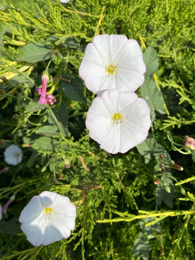 A close-up shot captures several white bindweed flowers with subtle pink edges against a backdrop of green foliage and some bare branches. Three fully bloomed bindweed flowers are prominent, two in the upper half of the frame and one near the bottom left. The flowers are funnel-shaped, with five distinct petals and delicate yellow centers. Several pink buds and faded flowers are also visible, interspersed with the green leaves and stems. The overall scene appears to be a natural outdoor setting. The location is Ventsy, Russia.