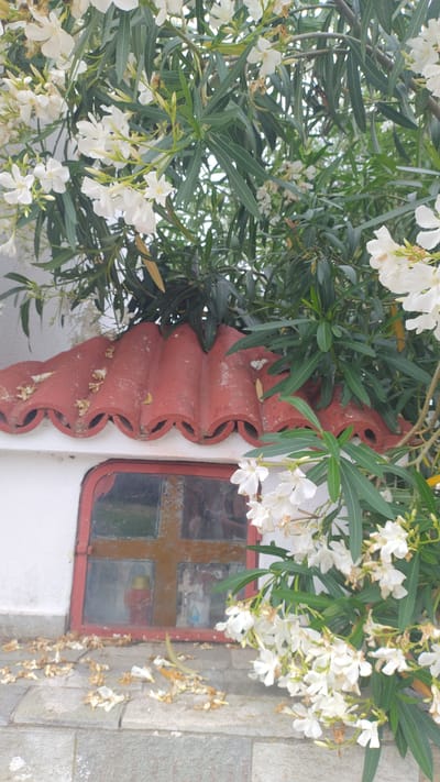The image shows a close-up view of a small, white structure with a red, curved tile roof, located in Νέα Κερασιά, Greece. A window with a reddish-brown frame and cross-shaped divider is visible in the structure. The window appears to have some reflections, including a glimpse of what might be a candle inside. The area in front of the structure is paved with grey stones and is littered with fallen white petals and dried leaves from an oleander bush. The oleander bush, with its dark green leaves and clusters of small white flowers, is heavily featured in the foreground and surrounds the structure, obscuring parts of it. The overall impression is one of an overgrown, slightly weathered, but picturesque detail of an outdoor setting in Νέα Κερασιά.