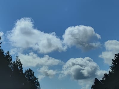 This image depicts a sky filled with fluffy white clouds against a clear blue background. In the foreground, silhouetted against the sky, are the tops of dark green trees, their branches reaching upwards. The overall scene is peaceful and natural, suggesting an outdoor environment. The image does not provide specific details that would allow for the identification of a location within the city of Pekas, Latvia, as there are no identifiable landmarks or city structures present.