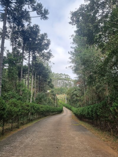 This image depicts a paved road winding through a lush, green forest. Tall, slender trees with distinctive umbrella-shaped canopies, identified as Araucaria trees, dominate the left side of the frame. A manicured row of smaller, dense evergreen trees lines the right edge of the road, creating a formal border. The road itself is textured concrete, showing signs of age and wear. In the distance, more trees, including a dense stand of slender, upright trees, are visible on a hillside under a cloudy sky. The overall impression is one of a tranquil, natural setting, possibly a park or rural road within the city of Mogi das Cruzes, Brazil, known for its significant Araucaria forests. There are no people or animals visible in the image.