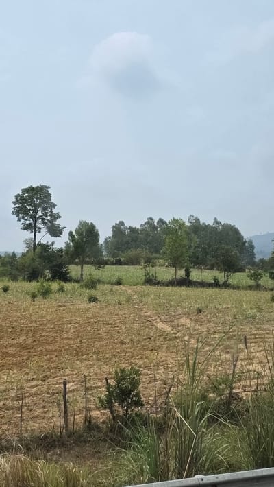 The image depicts a rural landscape in or near Kon Ra Kiah, Vietnam. The scene features a harvested or fallow field, its golden-brown surface showing the distinct patterns of crop rows. Scattered trees and shrubbery line the edge of the field, transitioning into a dense treeline further back. The sky is light blue with some cloud cover. The scene is taken at ground level and a roadside barrier is on the edge of the frame.