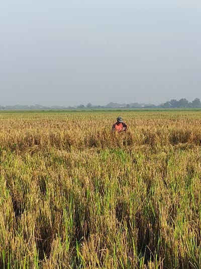 The image shows a field of rice paddy in Wonoayu, Indonesia (latitude: -7.413, longitude: 112.651). The rice is mostly harvested, with only a few stalks remaining. A person wearing a red shirt and a green hat is in the field, bending over to collect the remaining rice. The sky is clear and hazy with a few wispy clouds. The field is mostly brown and green. There are trees in the background. The scene appears to be during the day, with the sun shining on the field.