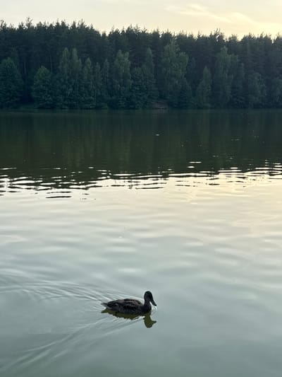 A vertical, eye-level medium shot captures a tranquil scene on a lake, likely in or near Подвязновский, Russia, during a period of low light, possibly dusk or dawn. The water is calm, with subtle ripples disturbing its surface, reflecting the muted colors of the sky and the dense forest that borders the far bank. The forest is a deep green, composed of a variety of trees, including conifers and deciduous species, forming a thick, unbroken line. The sky above is a soft, pale yellow, transitioning to a lighter hue towards the top of the frame, suggesting an overcast or hazy condition. In the foreground, a solitary duck swims across the water, its dark plumage contrasting with the lighter, reflective surface of the lake. The duck is positioned in the lower left quadrant of the image, leaving ample negative space that emphasizes its isolation. The scene evokes a sense of peace and natural beauty.
