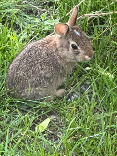 A young rabbit sits in thick green grass, its fur a mottled brown and grey. The rabbit is positioned to the left of the frame, facing right, with its ears perked up. A thin white stripe is visible on its forehead, just above its dark eye. The background is an out-of-focus blur of more green grass and brown earth. There is no indication of the city of Sesto San Giovanni, Italy in this image.