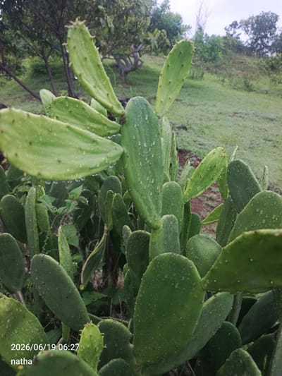 This is a close-up, eye-level shot of a prickly pear cactus plant, likely located in El Chaparral, Venezuela. The cactus pads are a vibrant green, some with a slightly yellow tint, and are covered in numerous small water droplets, suggesting recent rain or dew. The pads are varied in size and shape, with some elongated and flattened, while others are more rounded. Small, brown spines are visible along the edges and surfaces of the pads.

In the background, the terrain slopes upwards, covered in green grass. Further back, there are trees with dark trunks and leafy green canopies, some appearing bare or dry. The sky is overcast with a hazy, greyish-white appearance. The overall scene is natural and outdoors, with a focus on the texture and detail of the cactus. A timestamp in the lower left corner reads "2026/06/19 06:27" and the text "natha" is also present. There are no people or animals visible in the frame.