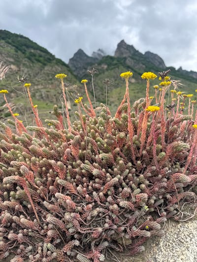 The image shows a close-up view of a succulent plant with small yellow flowers, growing on a rocky surface. The plant's leaves are tightly packed and have a reddish-pink and greenish hue. Some of the stems are elongated, bearing clusters of tiny yellow flowers. In the background, out of focus, are the green, tree-covered slopes of mountains under a cloudy, grey sky. The overall scene suggests an outdoor environment, likely a mountainous region. The image appears to be taken in daylight, with overcast weather conditions. There is no visible text in the image. The provided location context is Verkhnyaya Balkariya, Russia, which aligns with the mountainous terrain depicted. The image is oriented vertically, with the plant occupying the majority of the frame.