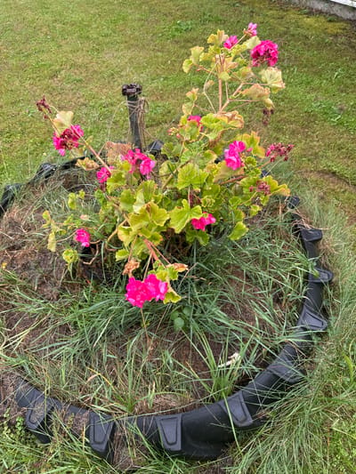 The image shows a flowerbed with bright pink geraniums in the foreground, surrounded by green grass and a black, segmented border. The flowerbed is raised and appears to be within a garden or yard setting. The background consists of a lawn with some visible texture and variation in the grass. The overall lighting suggests an overcast or shaded day. There is a dark, cylindrical object with rope wrapped around it standing upright in the center of the flowerbed. The flowerbed itself is constructed with black, interlocking segments, possibly made of plastic or rubber, forming a circular or semi-circular border. The ground within the flowerbed is dark soil, and the plants appear watered, with visible droplets on the leaves and petals. The image does not provide any specific clues about its location within the city of Красное, Russia.