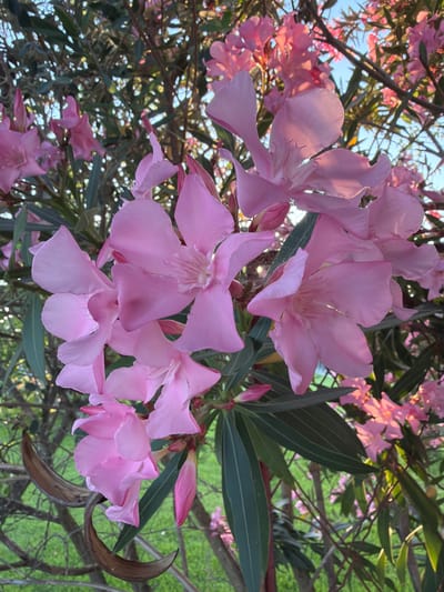 The image shows a close-up view of a cluster of pink oleander flowers in full bloom. The flowers are delicate and trumpet-shaped, with some showing light passing through their translucent petals, creating a soft glow. Several long, narrow green leaves are visible, characteristic of the oleander plant. In the foreground, to the left of the main cluster of flowers, are two dried, brown seed pods, appearing elongated and curved. The background is a blur of more pink flowers, green foliage, and dappled sunlight, suggesting a garden or natural setting. The overall impression is one of natural beauty and vibrant color. This scene is located in Nea Kallikratia, Greece.
