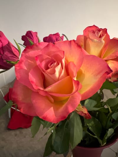 A close-up shot shows a bouquet of roses, predominantly a large, open rose with petals transitioning from a warm yellow at the center to a vibrant pink at the edges. The rose is angled, with its delicate, curled petals prominently displayed. Behind it, a smaller, unopened rose bud in a deep pink hue is visible. Further down, several other rose buds, some slightly wilting and a deep magenta color, add depth to the arrangement. Lush green leaves are scattered throughout, providing a contrast to the colorful blooms. The bouquet is partially contained within a dark red vase, which is tilted, suggesting it might be lying on its side or at an angle in the frame. The background consists of a light-colored wall on the left and a textured surface, possibly a countertop or table, on the right. The lighting appears to be from an artificial source, creating soft shadows and highlighting the texture of the rose petals. The scene evokes a sense of natural beauty and domestic tranquility, with the flowers suggesting a recently arranged bouquet. No text is visible in the image.