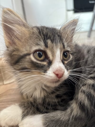 This is a close-up, eye-level photograph of a tabby kitten. The kitten's head is angled to the right of the frame, with its face the primary subject. Its fur is a mix of brown, grey, and white. The kitten has large, expressive eyes with dark pupils and light brown irises. Its nose is pink and appears wet. Long white whiskers extend from its muzzle. The kitten's ears are pointed and tufted with lighter colored fur. Part of its body, including white paws, is visible in the lower left and right of the frame, suggesting it is lying down. The background is out of focus and appears to be an indoor setting with light-colored walls and flooring. There are no humans or other animals visible in the image. The scene does not provide any information that would place it in Leyptsig, Russia.