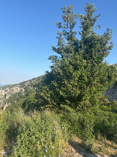 The image depicts a mountainous landscape with lush vegetation. A large tree with dense green foliage dominates the left side of the frame, its branches reaching towards a clear blue sky. The tree appears to be on a rocky slope, with the ground covered in dry grass and some small blue and yellow wildflowers. In the background, a rugged, tree-covered mountain range stretches into the distance, partially obscured by a slight haze. The sun is shining brightly, indicating it is daytime, likely midday given the strong lighting. The scene conveys a sense of natural beauty and tranquility, with no people or man-made objects visible. The location is identified as Kućišta, Montenegro.
