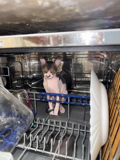 A hairless cat, a Sphynx, is in the top rack of a stainless steel dishwasher. The cat is pale pink with dark patches on its head and back. It is nestled amongst the tines of the rack. A white plate sits above the cat. Dirty glassware is below the cat. The location appears to be indoors. The location is not possible to discern from the image.