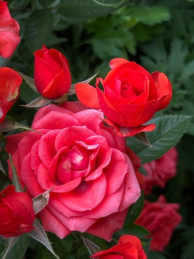 This is a close-up, vertically oriented photograph of several red roses in various stages of bloom, set against a backdrop of dark green foliage. The primary focus is a large, fully opened rose in the center-right, displaying multiple layers of velvety red petals with hints of pink. To its upper left, a smaller, tightly budded rose is visible, its petals a deep, vibrant red. Another partially opened red rose is positioned in the upper right quadrant. In the lower left corner, a small, unopened rosebud is also captured. Several other out-of-focus red roses and green leaves are present in the background. The lighting suggests an outdoor setting, possibly a garden. The scene is devoid of human presence. This image does not contain any information that would allow for its location to be determined within the city of Gorna Mitropolia, Bulgaria.