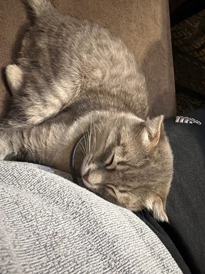 A gray tabby cat is sleeping on a brown fabric surface. The cat is wearing a dark gray collar. The cat's head is resting on a light gray textured fabric. A dark gray fabric with a white Adidas logo is visible behind the cat's head. The location is unknown and the request to provide location information to the city of Novxanı, Azerbaijan cannot be fulfilled based on the visual data provided.