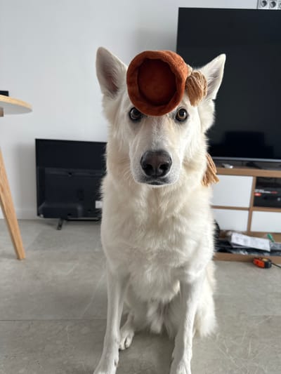 A medium shot captures a white German Shepherd dog sitting indoors. The dog is facing the camera, with a small, rust-colored, bell-shaped hat perched on its head. The hat has a light brown, braided string attached to it. The dog's gaze is direct and its ears are perked. The background shows a plain white wall and a portion of a television set. The floor appears to be tiled. The image is well-lit, with natural light illuminating the scene. There is no discernible activity or interaction taking place beyond the dog's posed appearance. The location of Rassokha, Russia, is not indicated by any visual elements in the image.