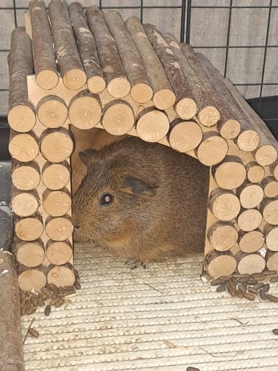 A brown guinea pig sits inside a wooden house constructed from small logs. The house has a triangular front and is surrounded by the guinea pig's droppings. The guinea pig appears alert and is looking directly at the viewer. The background consists of a wire cage and a textured cream-colored mat.