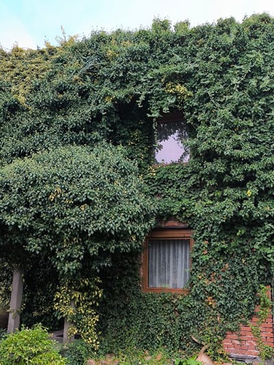 This image depicts a building facade in Oława, Poland, extensively covered by dense green foliage, primarily consisting of ivy or similar climbing vines. The underlying structure is visibly constructed of red brick, particularly at the lower right corner and in sparse areas where the foliage is less dense. Two rectangular windows with dark brown frames are partially visible through the vegetation. The upper window exhibits a reflective surface, mirroring a light-colored sky with indistinct cloud formations. The lower window is fitted with a translucent white curtain displaying vertical striping. To the left of the facade, a large, densely leafed shrub or small tree, also overgrown with the same type of vine, partially obscures the building. In the lower left quadrant, two light gray concrete pillars, partially enveloped by foliage, support an unseen structure. The immediate foreground includes additional ground-level vegetation and a curved, reddish-brown object, possibly a ceramic element, at the base of the brick wall on the right. A clear, light blue sky is visible above the overgrown roofline at the top of the image. No individuals are present.