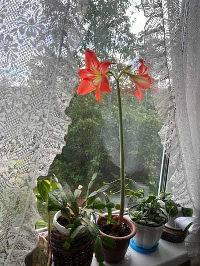 This image captures a windowsill in a home in Yakshur-Bod'ya, Russia, featuring a collection of potted plants. In the foreground, a tall amaryllis flower with vibrant orange-red petals and white accents stands proudly. To its left, a Christmas cactus with fleshy, segmented leaves is housed in a rustic wicker pot. Adjacent to the Christmas cactus, another smaller plant with heart-shaped leaves is in a white pot. To the right of the amaryllis, a cluster of small-leaved succulents fills a white pot. The windowsill is adorned with delicate white lace curtains, casting intricate patterns as they hang from the window. Beyond the window, a lush green garden is visible, hinting at the rural surroundings of Yakshur-Bod'ya. The scene is illuminated by natural light filtering through the window and lace, creating a soft and serene ambiance.