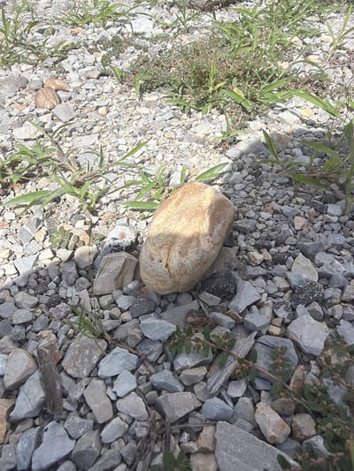 The image depicts a close-up, overhead view of a rocky ground surface with sparse vegetation. The terrain is composed primarily of light-colored, angular gravel and small stones, interspersed with larger, smoother rocks. Several patches of green grass and small leafy plants are visible, growing between the stones. One prominent object in the foreground is a rounded, light brown rock with darker markings, lying on the gravel. The lighting suggests a sunny day, with shadows cast by the vegetation and possibly by larger unseen objects. The scene is consistent with an outdoor environment in a park, pathway, or undeveloped area. There are no people or animals present, and no visible signs of human activity other than the presence of the gravel, which may indicate a man-made surface. The specific location in Cardwell, United States, is not discernible from the visual information provided.