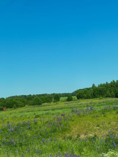 This is a wide, eye-level, outdoor shot of a vibrant green field filled with numerous purple lupine flowers. The field stretches from the foreground to the middle ground, where it meets a dense line of lush green trees forming a natural border. Beyond the trees, a clear, bright blue sky dominates the upper half of the image. The overall scene depicts a serene, natural landscape in a rural setting, likely in or around Makaryev, Russia, given the lush vegetation and open fields common to the region. There are no people, animals, or man-made structures immediately visible in the scene besides a small, red, barn-like structure partially obscured by trees on the far left. The lighting suggests it is a bright, sunny day.