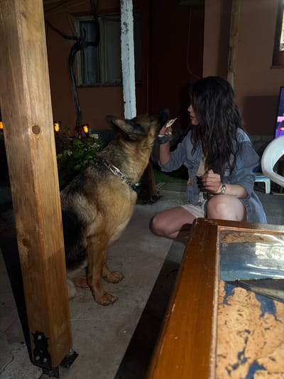 A German Shepherd dog and a young woman are interacting in an outdoor setting, possibly a backyard or patio, at night. The woman is kneeling on the ground, wearing a denim jacket and white shorts, and is holding a piece of food up to the dog, who is reaching for it. The dog is wearing a metal chain collar. A large wooden pillar is in the foreground on the left, and a wooden table with a reflective surface is in the foreground on the right. In the background, there is a building with a window and some plants. The lighting appears to be artificial, with several small orange lights visible among the plants. The location is identified as Golyam Chardak, Bulgaria.