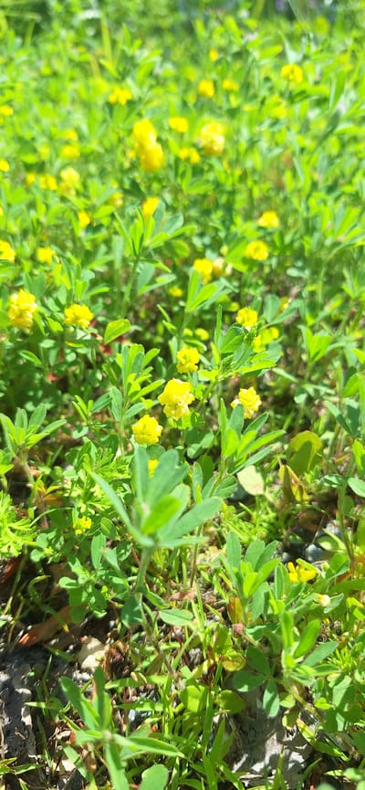 The image displays a close-up, low-angle view of a patch of ground covered with green foliage and small yellow flowers. The scene appears to be a naturalistic setting, possibly a park or roadside verge within Halifax, Canada. The sunlight casts distinct shadows on the ground, suggesting an outdoor environment. No people or specific structures are visible. The foreground is dominated by lush green leaves and stems, with numerous clusters of tiny yellow flowers interspersed throughout. The ground beneath the vegetation is a mix of soil, small stones, and decaying organic matter. The depth of field is shallow, with the foreground in sharp focus and the background blurred, creating a soft bokeh effect of more greenery and yellow flowers. The overall impression is one of a vibrant, sun-drenched natural scene.
