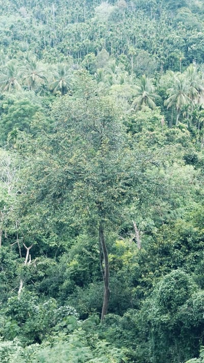 This image captures a dense, lush green landscape in Lonbaroh, Indonesia, depicting a vibrant tropical forest. The scene is dominated by a multitude of trees and undergrowth, with no people or man-made objects visible.
In the upper half of the frame, numerous tall, slender trees with uniform trunks and small crowns stretch upwards, suggesting a plantation, possibly of palm trees like areca nut (betel nut) or similar species common in the region. These trees appear to be planted in rows or a somewhat organized pattern, extending up a gentle slope or hillside.
The midground and foreground are characterized by a mixed canopy of broader-leafed trees and dense shrubbery, appearing more like natural, uncultivated jungle. A prominent, medium-sized tree with a relatively straight, dark trunk and a full, rounded canopy of green leaves stands near the center-left in the midground, contrasting with the paler, more distant trees. Scattered among the foliage are occasional lighter-colored, possibly dead or dormant, branches and trunks, adding texture to the verdant expanse.
The overall color palette is dominated by various shades of green, with some hints of lighter greens and muted yellows on leaves, particularly on the central tree. The lighting is soft and diffused, indicating an overcast sky or perhaps early morning/late afternoon, without harsh shadows. The atmosphere appears humid and misty, characteristic of a tropical climate. No activity is taking place, and no text is visible in the image.